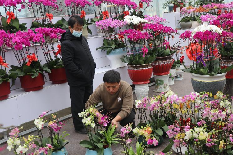 濱州市陽信縣商店鎮 蝴蝶蘭開出鄉村振興“致富花”